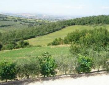 Tenuta Capitolini