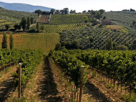 tenuta stella