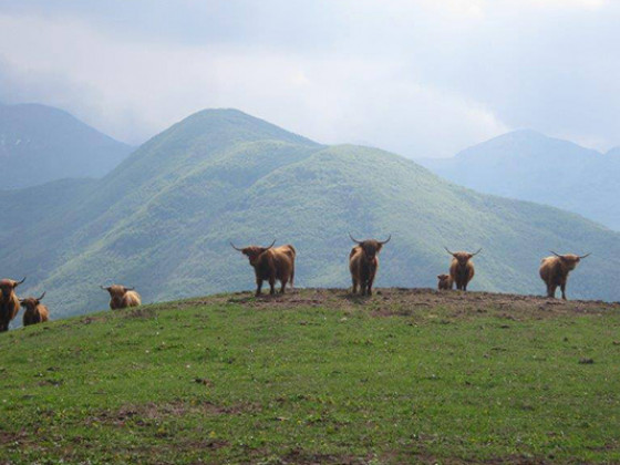 alpe di sara