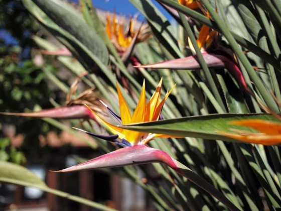 Il Giardino Di Vigliano