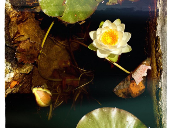 Il Giardino Di Vigliano