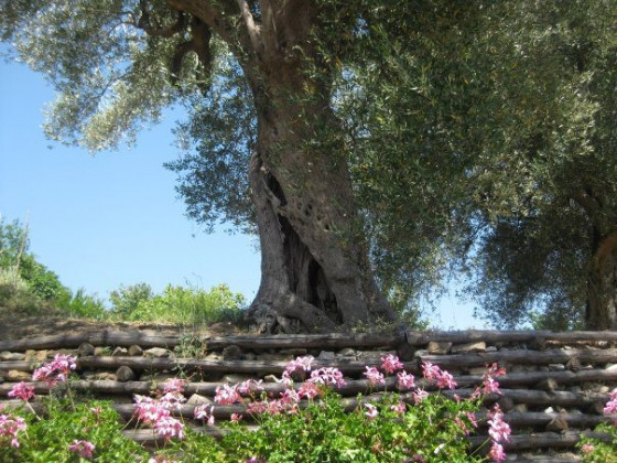 Terre Di Bosco