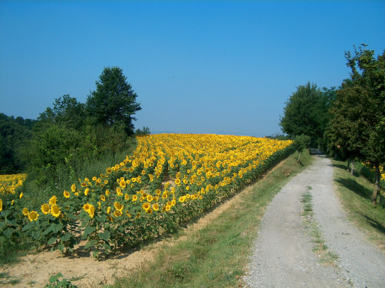 il poggio alle ville