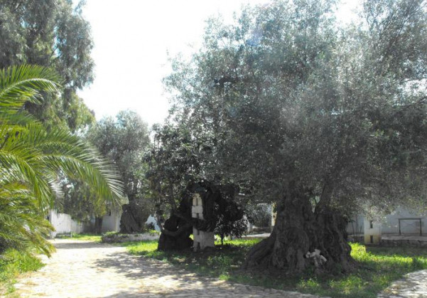 masseria la grave