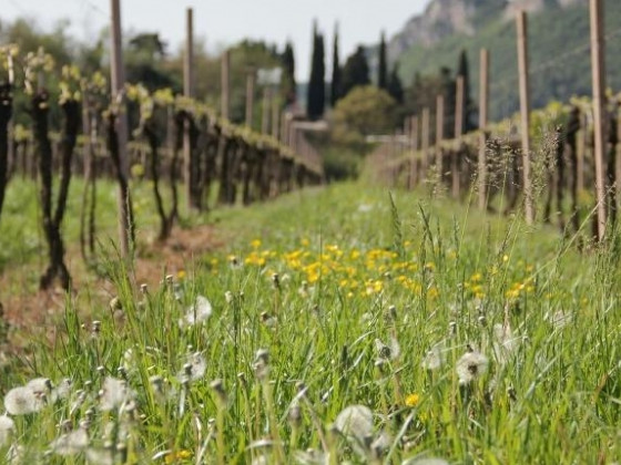 casalmenini - corte patrizia