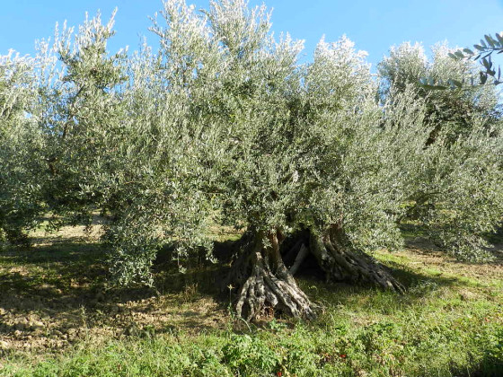 Valle di Gioia