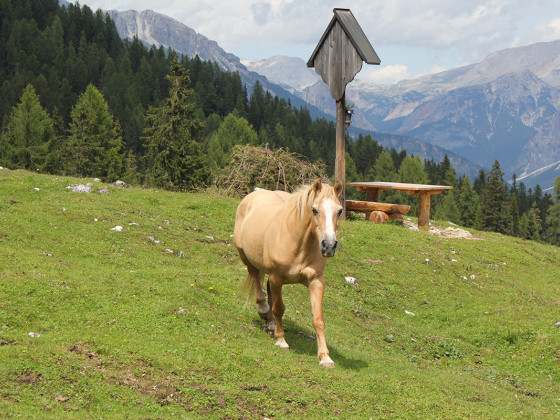 Malga Federa