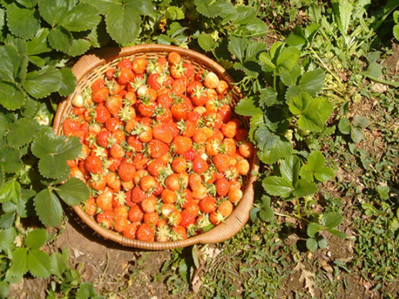 Bioagriturismo Sant'Elia