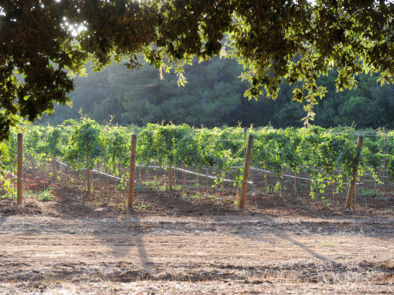 tenuta vigna corallo