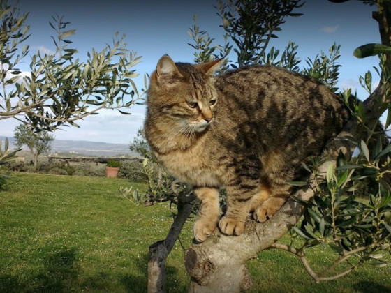 Podere Marruca, Panorama a 360°