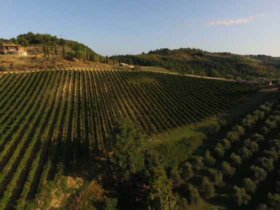 Fattoria di Monticello