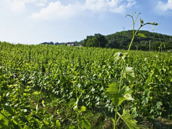 az. Vitivinicola Tenuta Carbognano