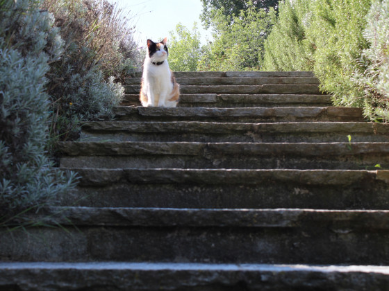 Il giardino del sole