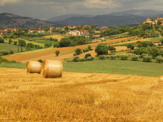 La Ginestrella