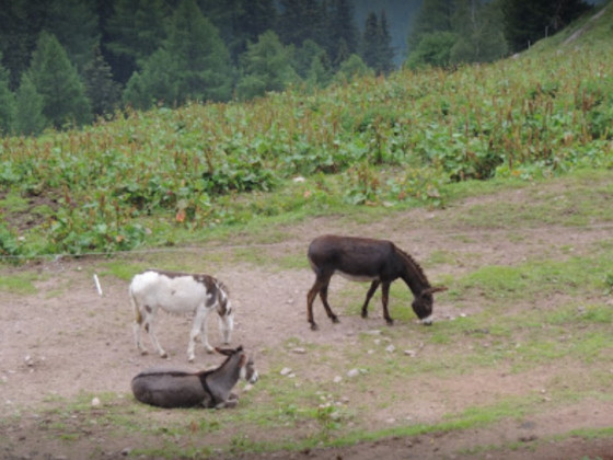 Agritur Maso Fior di Bosco