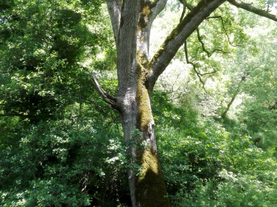 La Quercia Fondachelli Fantina