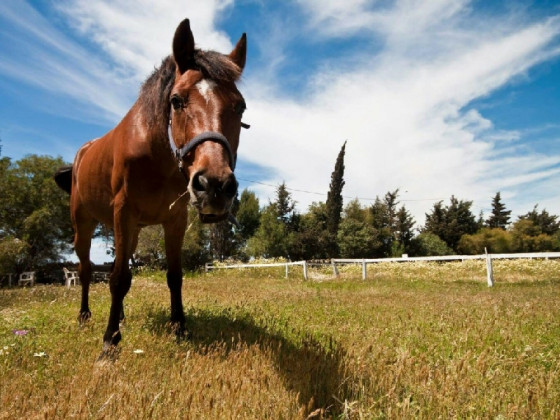 Masseria Bellanova