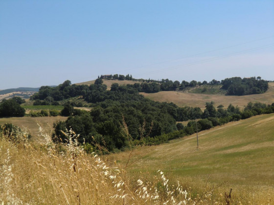 Cavallin del bufalo