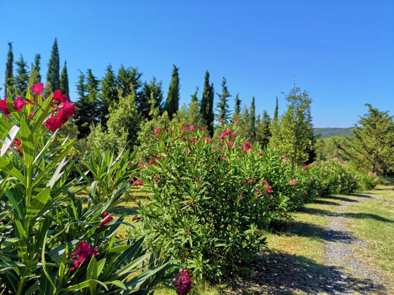 Villa Vigna Dante