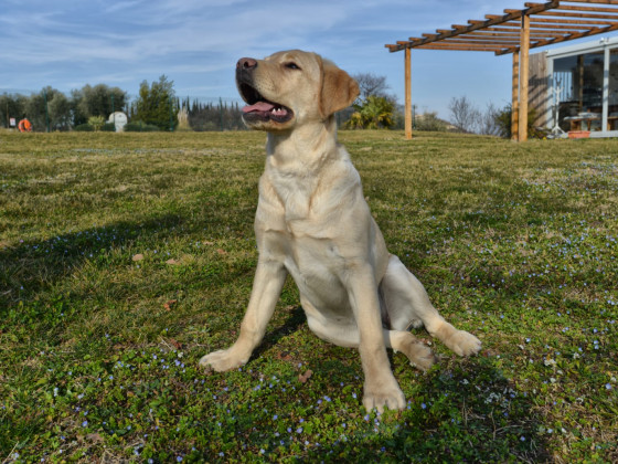 La Guarda (Agriturismo in Cantina)