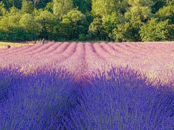 Il Verdecammino 