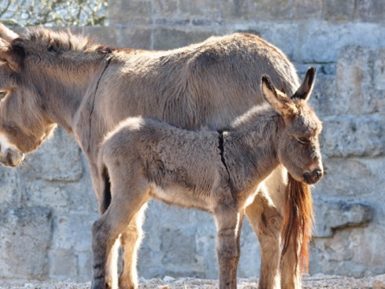 Masseria le Terrazze di Serranova