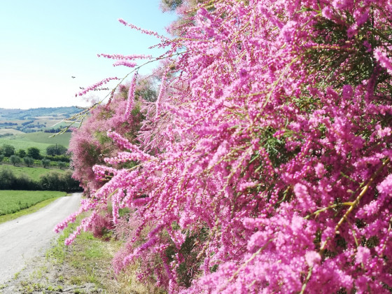 La casa in Collina