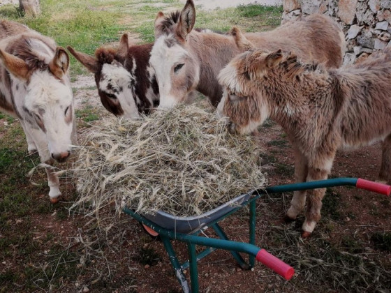 Masseria La Gatta Matta