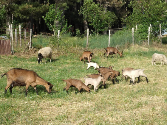 la corte dei pini