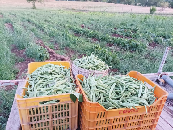 la corte dei pini