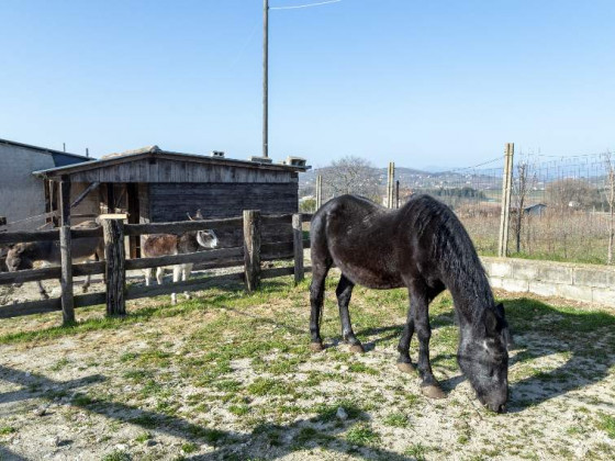 La vecchia fattoria