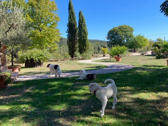 Podere Agrituristico Luchiano