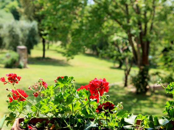 Podere Agrituristico Luchiano