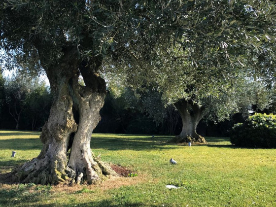 Relais Masseria della Colomba