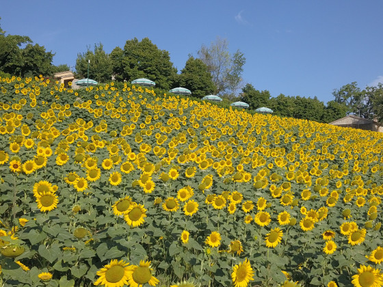 le querce