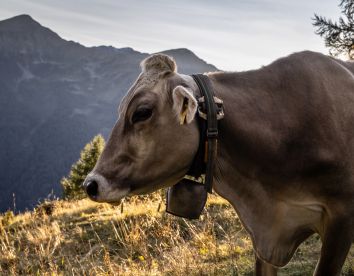 NestAlp Malga Campo foto 3