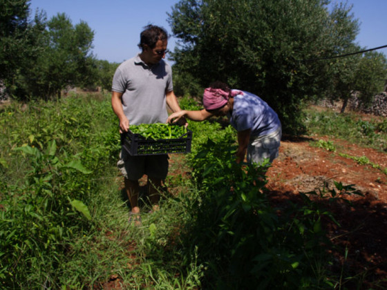 bellolio in masseria acciano