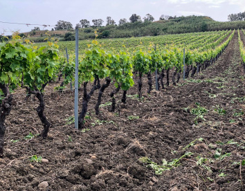 Fattoria Manostalla Villa Chiarelli