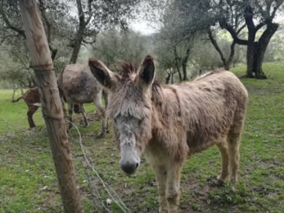 podere belvedere olistico