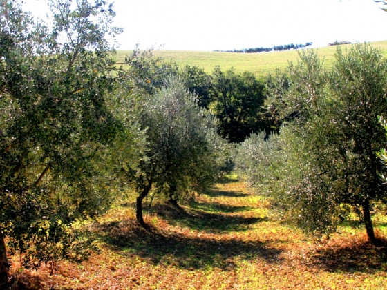 fattoria  colle luca