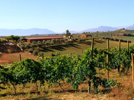 fattoria  colle luca