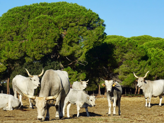 tenuta san carlo