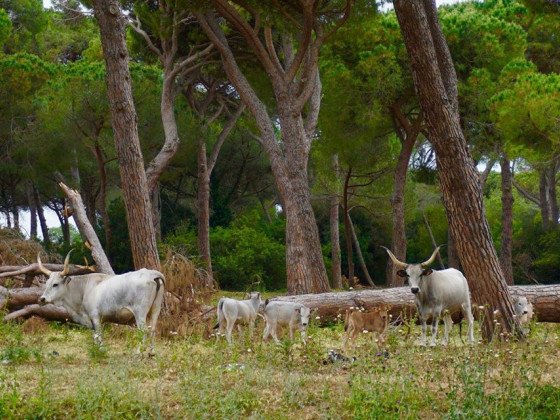 tenuta san carlo