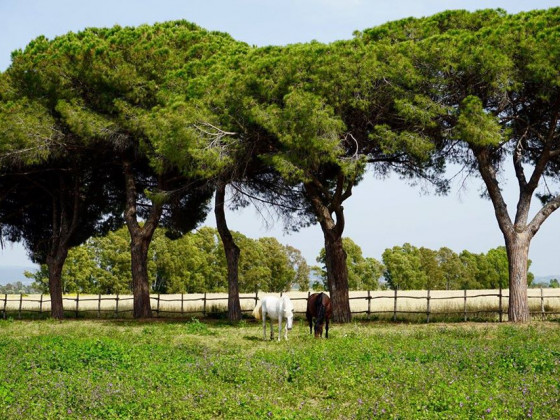 tenuta san carlo