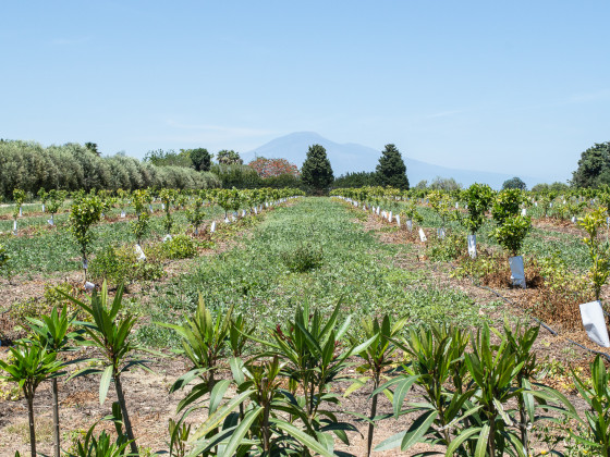 tenuta san calogero