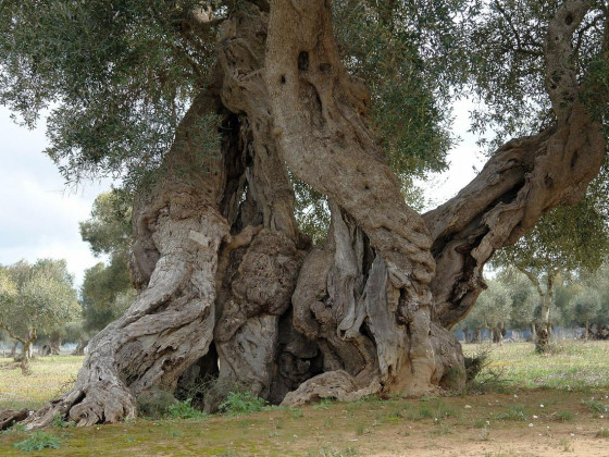 masseria palombara