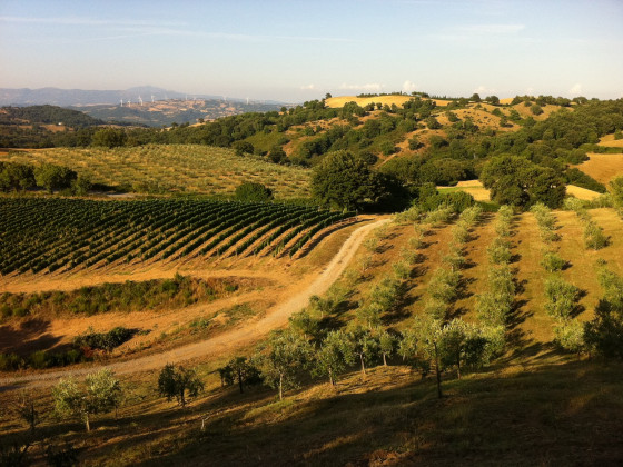 podere l'aione