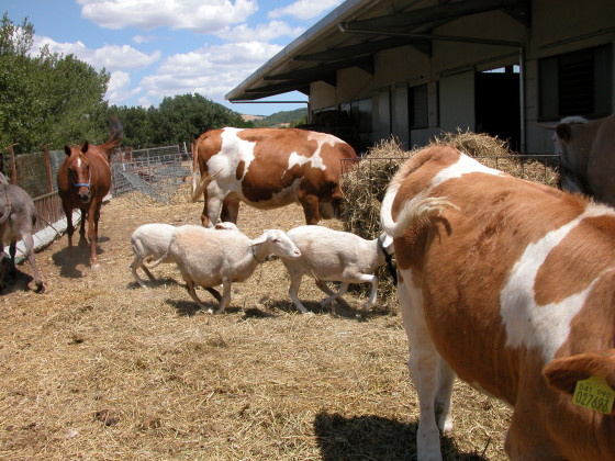 biologico pieve del colle fattoria didattica