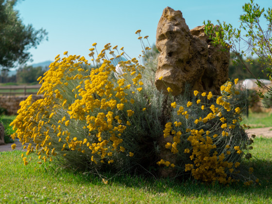 la genziana