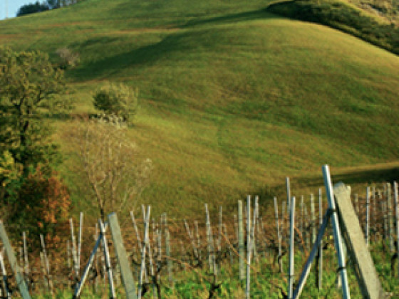 ristorante centopini